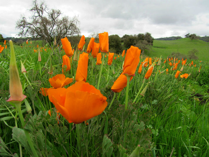 California Poppy